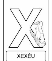 Letra X de xexeu (alfabeto dos animais)