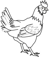 galinha-para-colorir-1