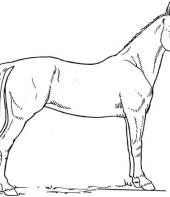 cavalo-para-colorir-3