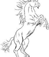 cavalo-para-colorir-5