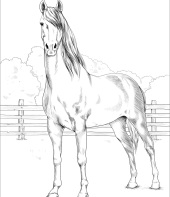 cavalo-para-colorir-8