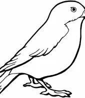 desenhos-de-passarinhos-para-colorir-Copia-Copia