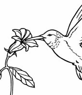 passarinho-beija-flor