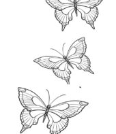 Borboletas para colorir