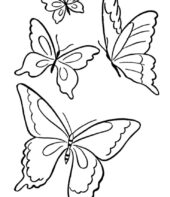 Borboletas para colorir