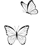 Borboletas para colorir